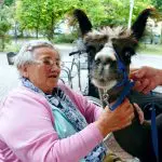 Alpakas zu Besuch im Altenpflegeheim Groitzsch