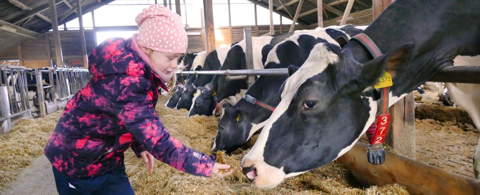 Mädchen hält Kuh im Stall Futter hin